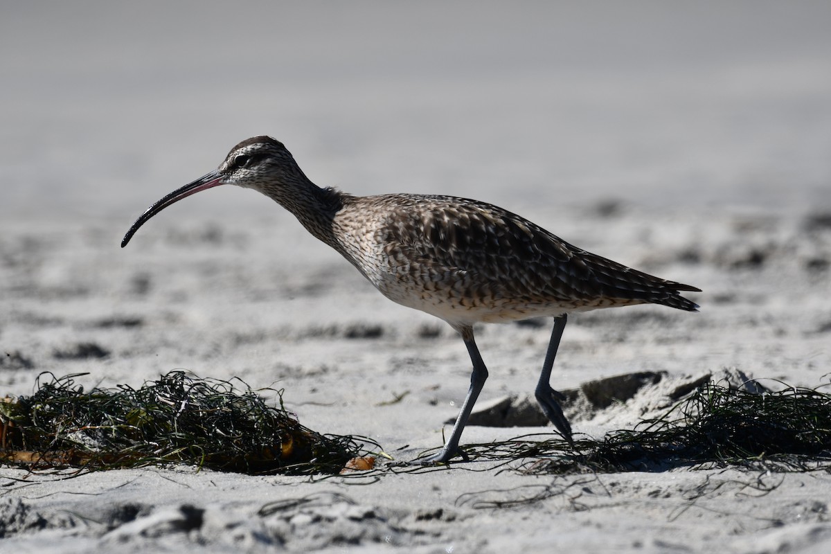 Hudsonian Whimbrel - ML644403386