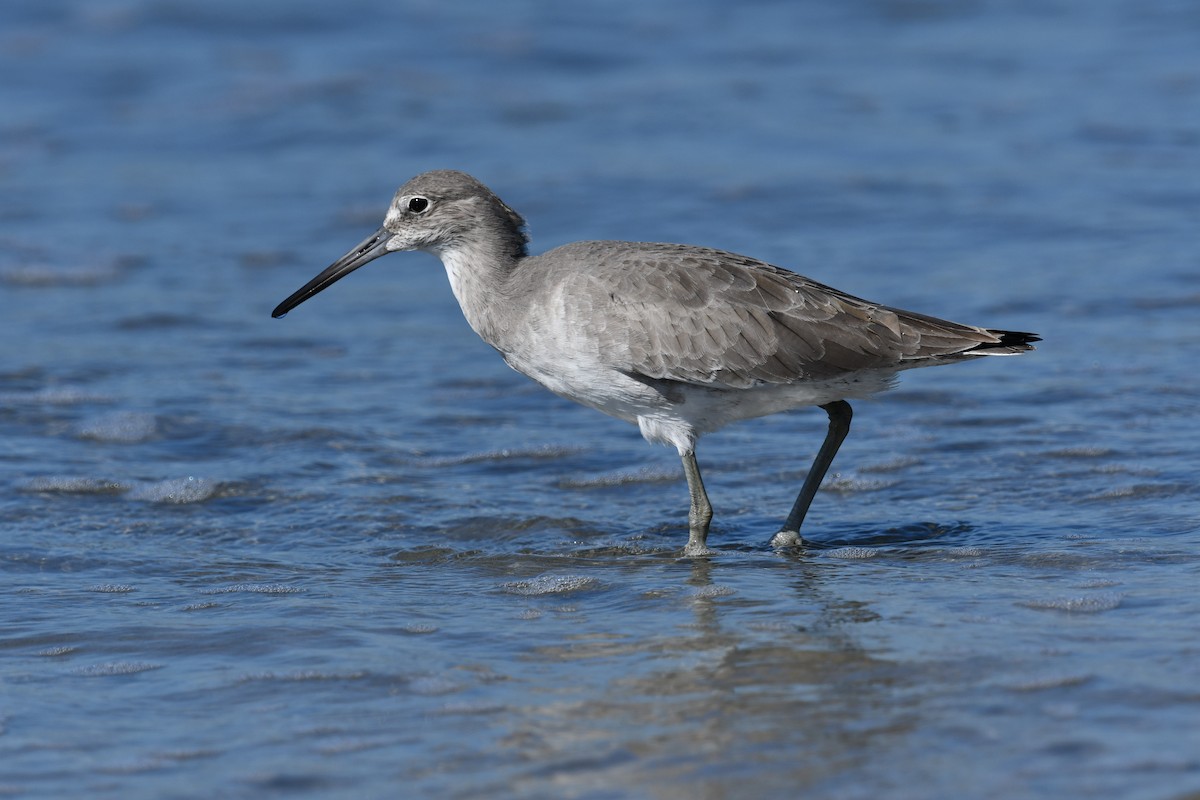 Willet - ML644403387