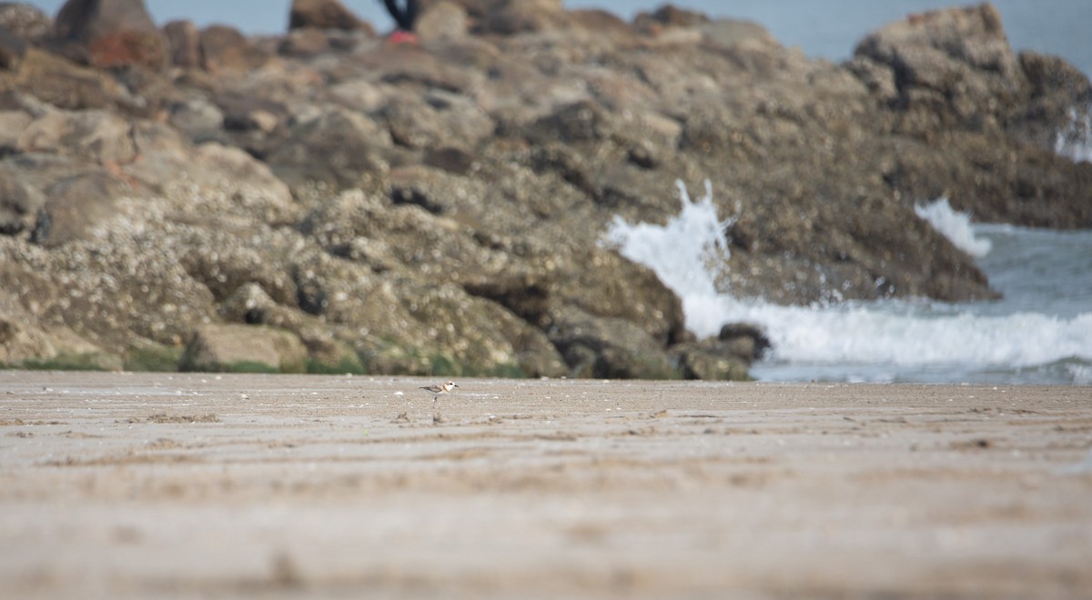 arkipello - ML644403388