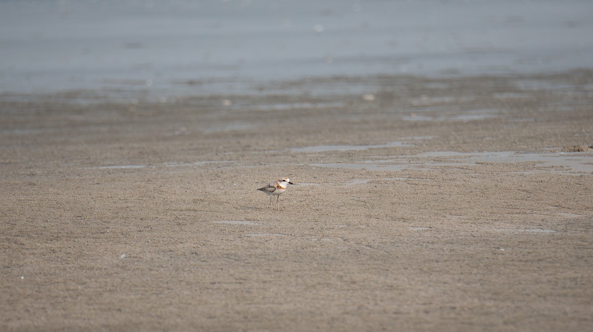 arkipello - ML644403389