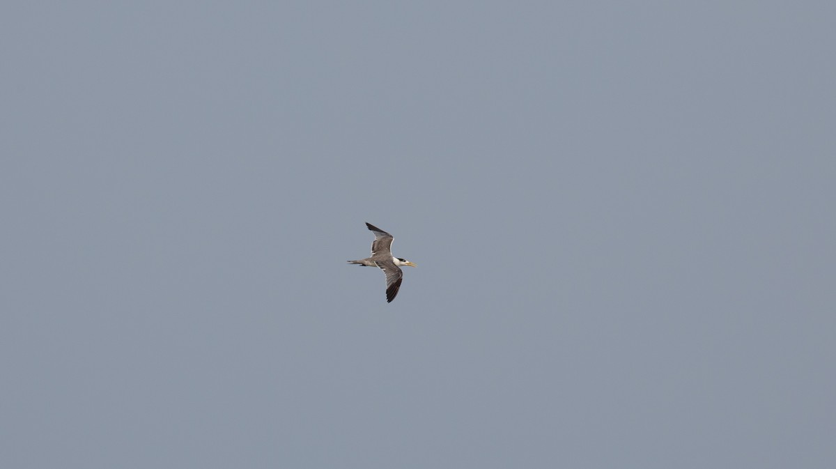 Крячок жовтодзьобий - ML644403391