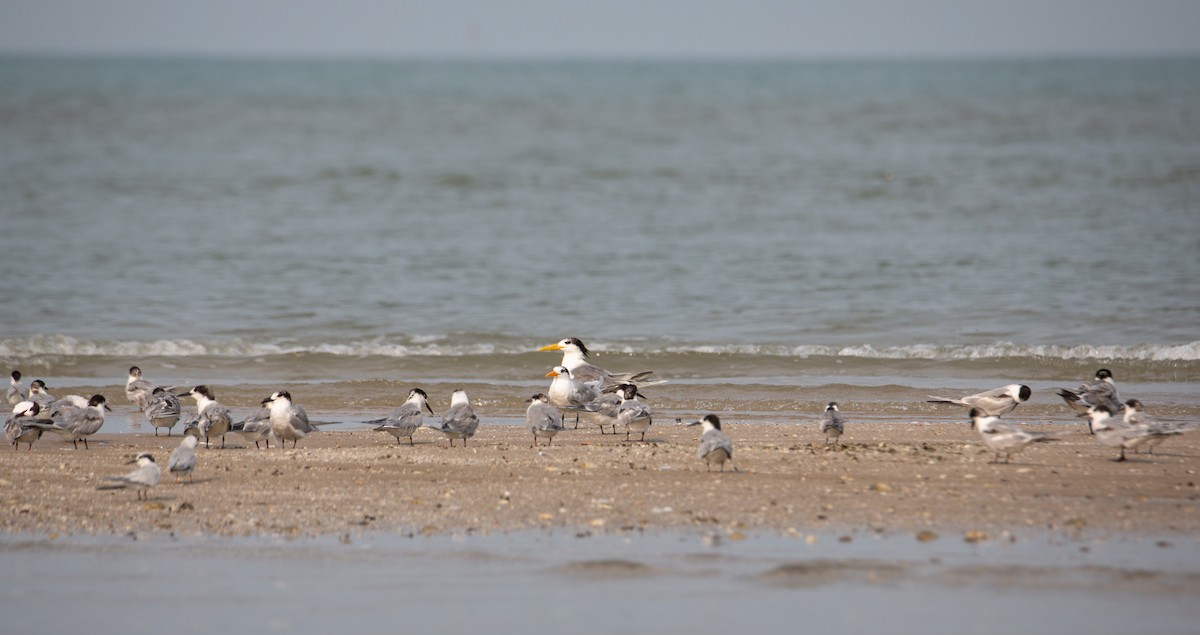 Lesser Crested Tern - ML644403392