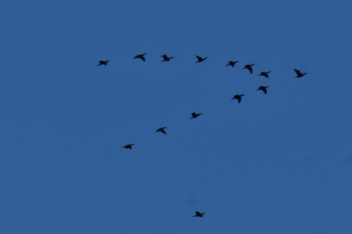 Double-crested Cormorant - Carmen Ricer
