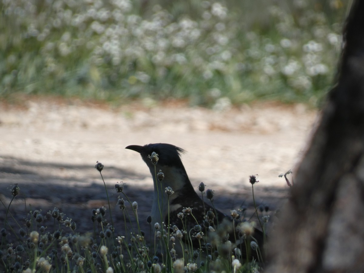 Kuku mottoduna - ML644403403