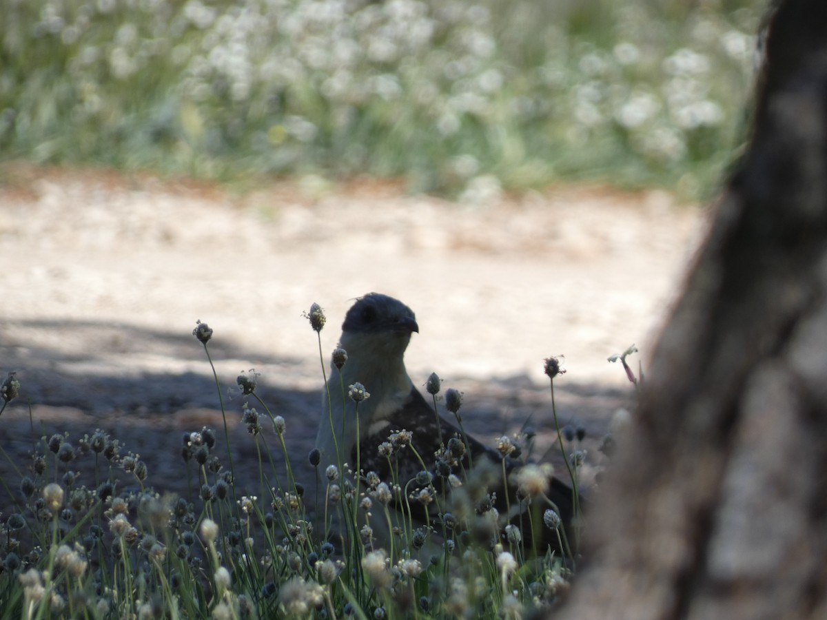 Kuku mottoduna - ML644403404