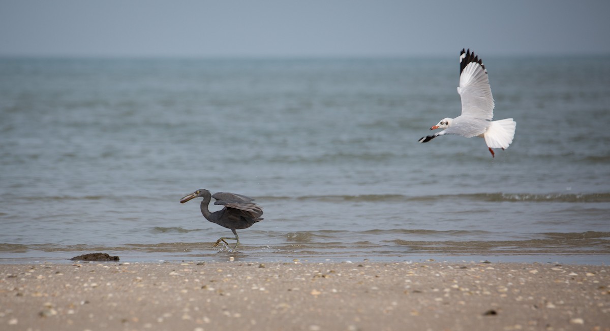 Brown-headed Gull - ML644403405