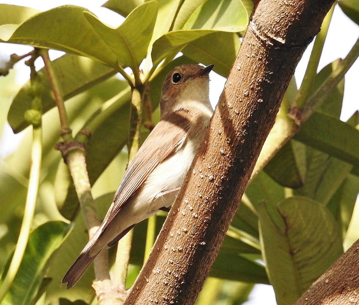 Red-breasted Flycatcher - ML644403406