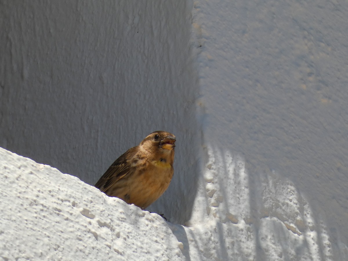 Rock Sparrow - ML644403408