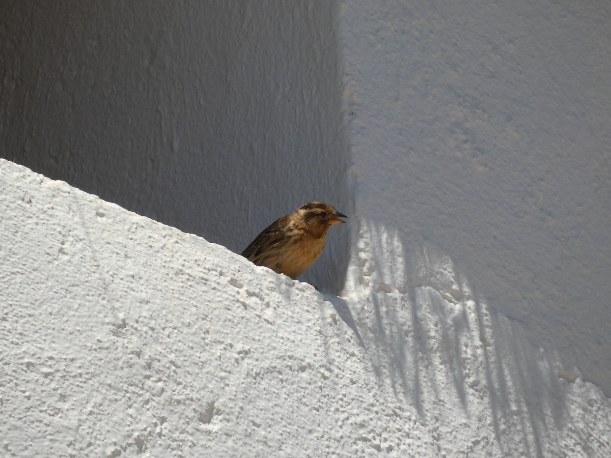 Rock Sparrow - ML644403409