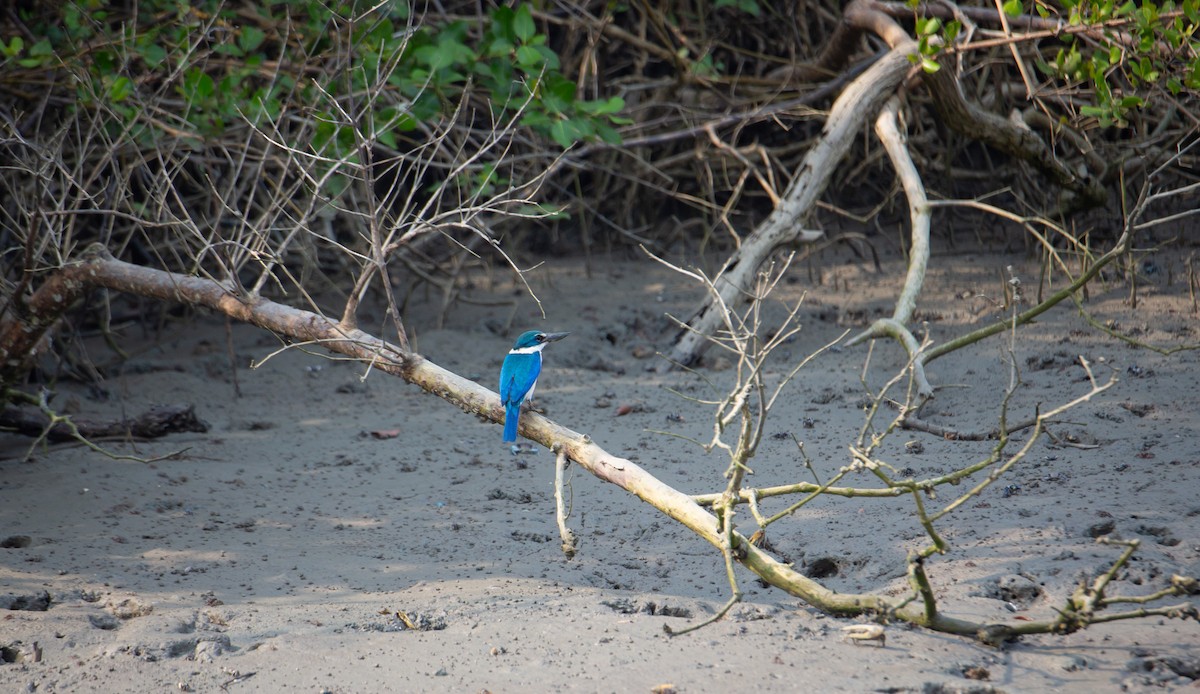 Collared Kingfisher - ML644403410