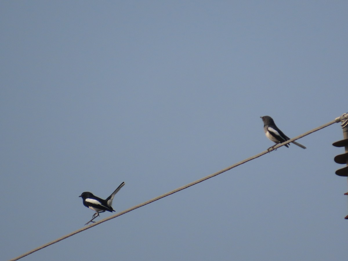 Oriental Magpie-Robin - Shilpa Gadgil