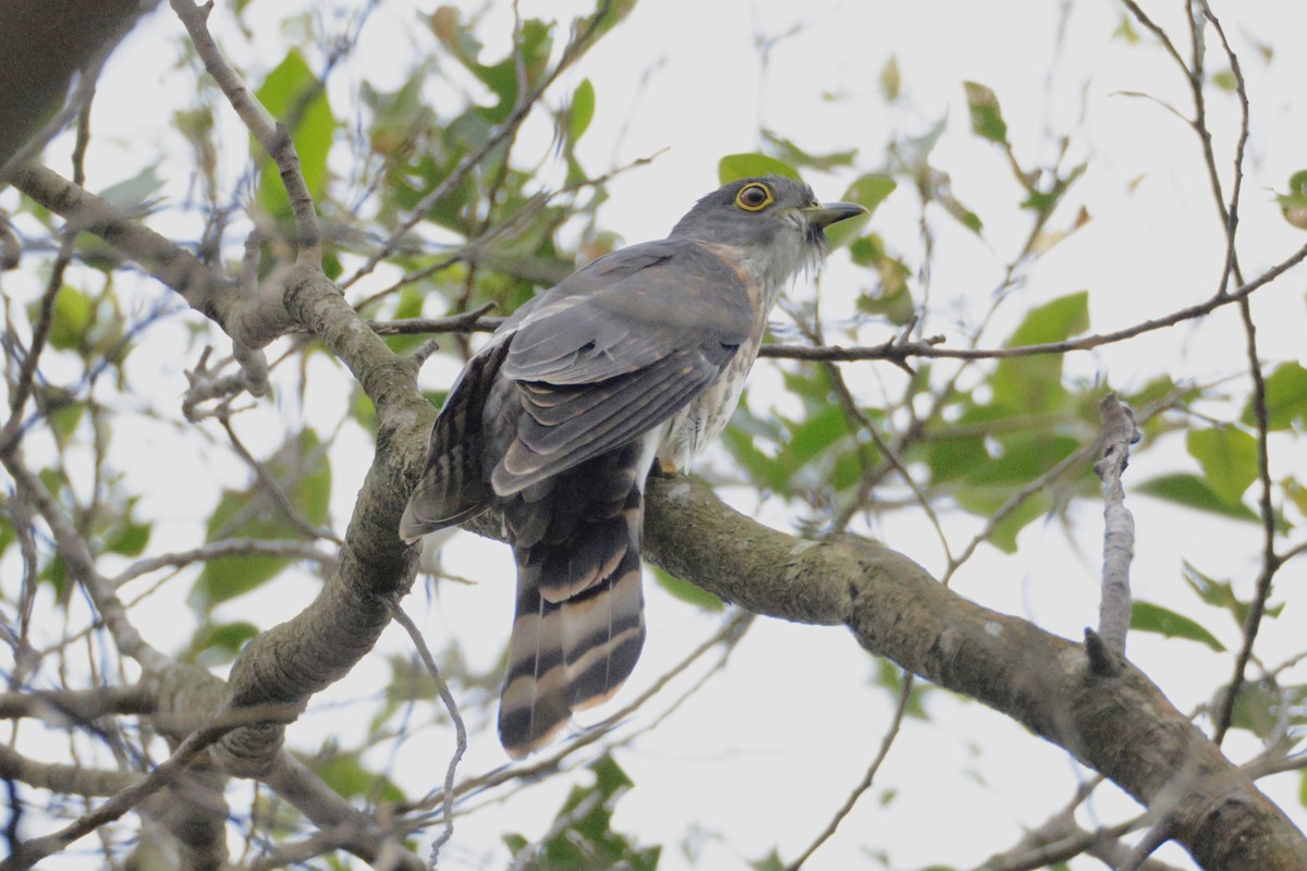 Hodgson's Hawk-Cuckoo - ML644403412