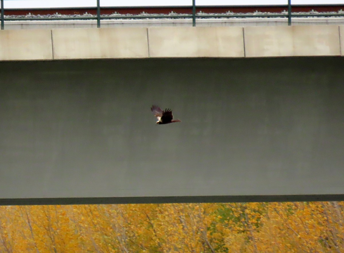 Western Marsh Harrier - Francisco Javier Calvo lesmes