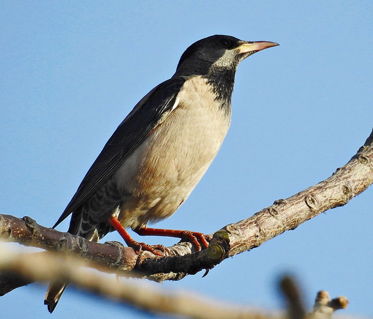 Rosy Starling - ML644403415
