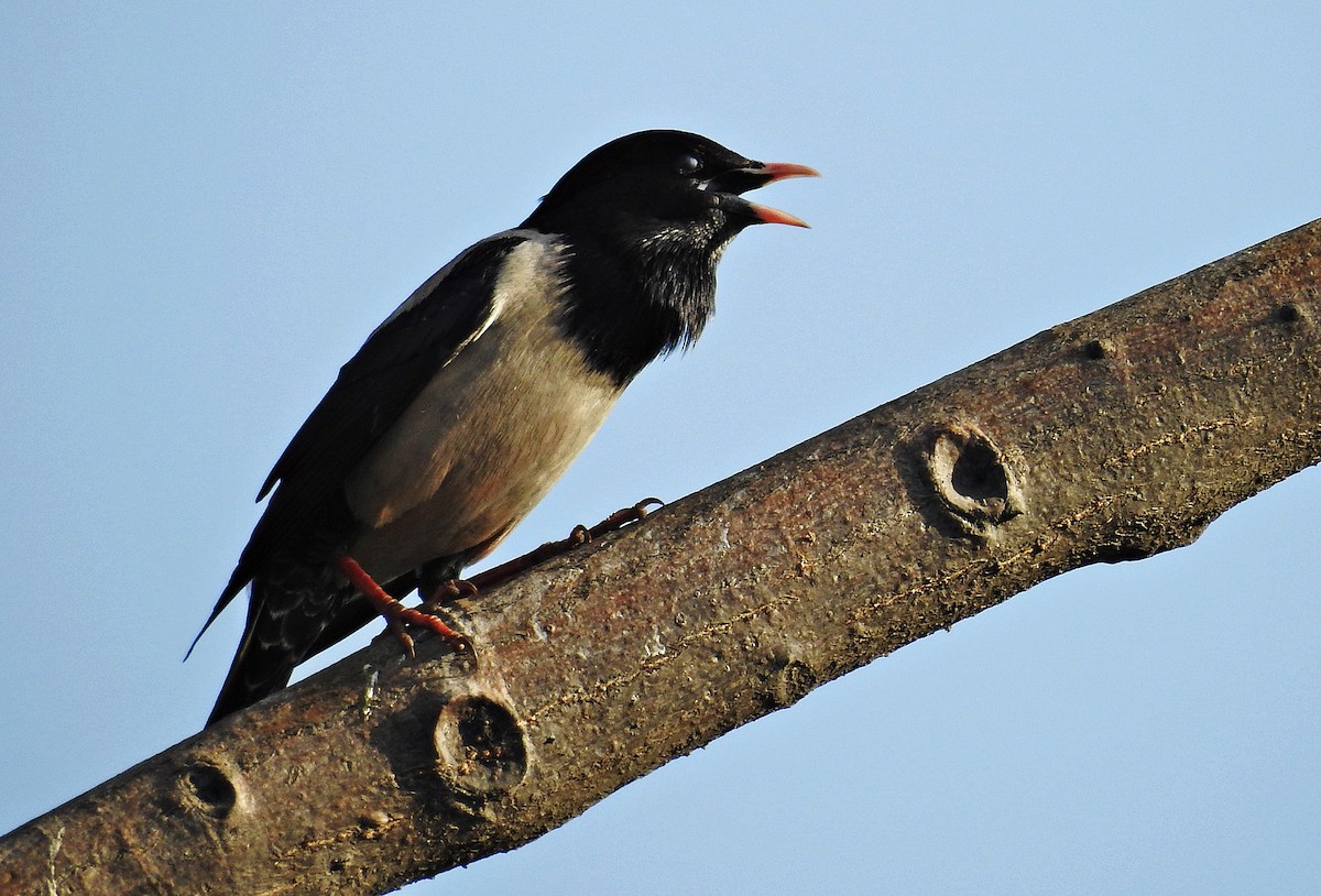 Rosy Starling - ML644403416