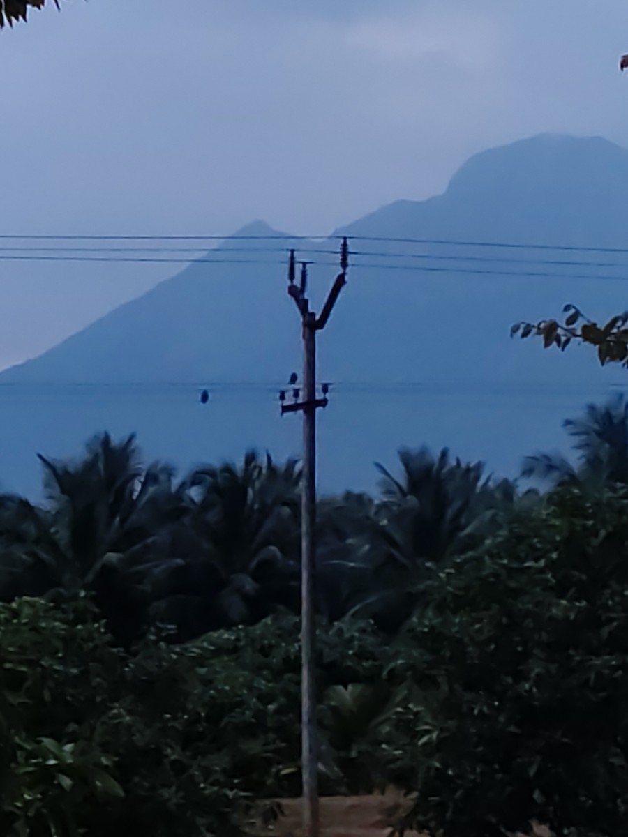 tempelugle - ML644403419