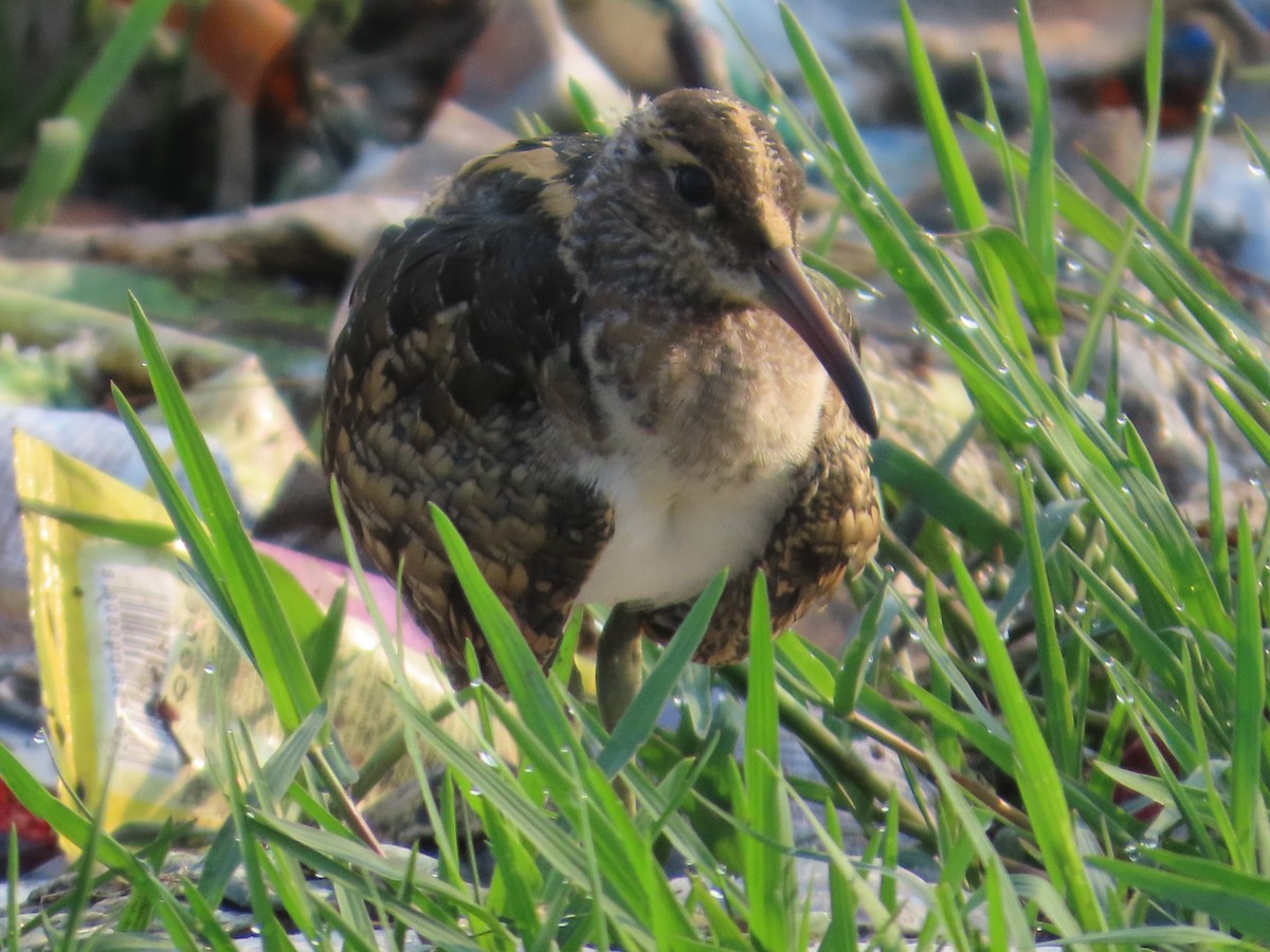 Greater Painted-Snipe - Shilpa Gadgil