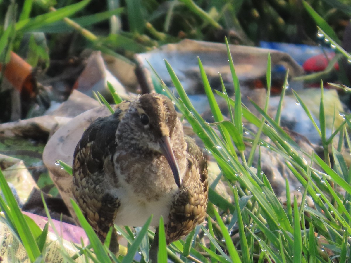 Greater Painted-Snipe - Shilpa Gadgil