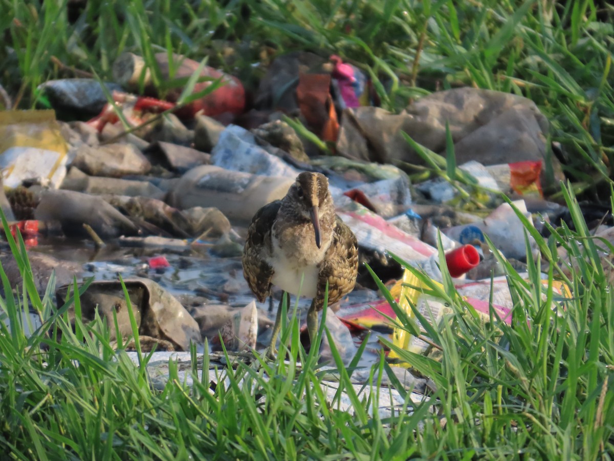 Greater Painted-Snipe - Shilpa Gadgil