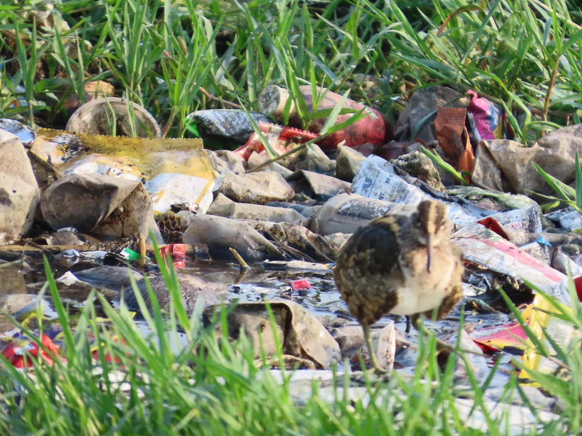 Greater Painted-Snipe - Shilpa Gadgil