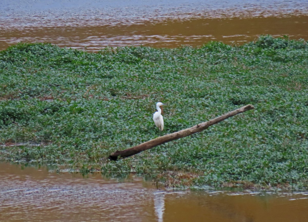 Little Egret - Francisco Javier Calvo lesmes