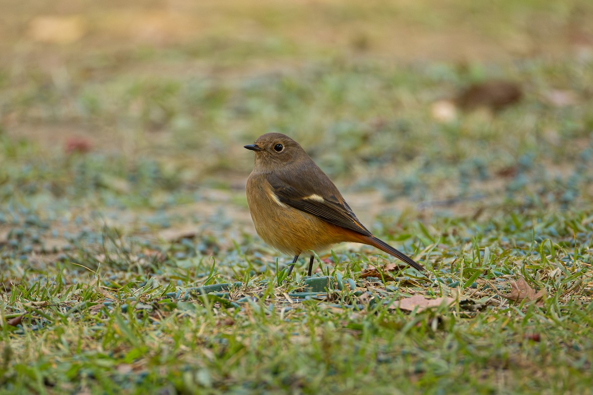 Daurian Redstart - Shin Mun Cheol