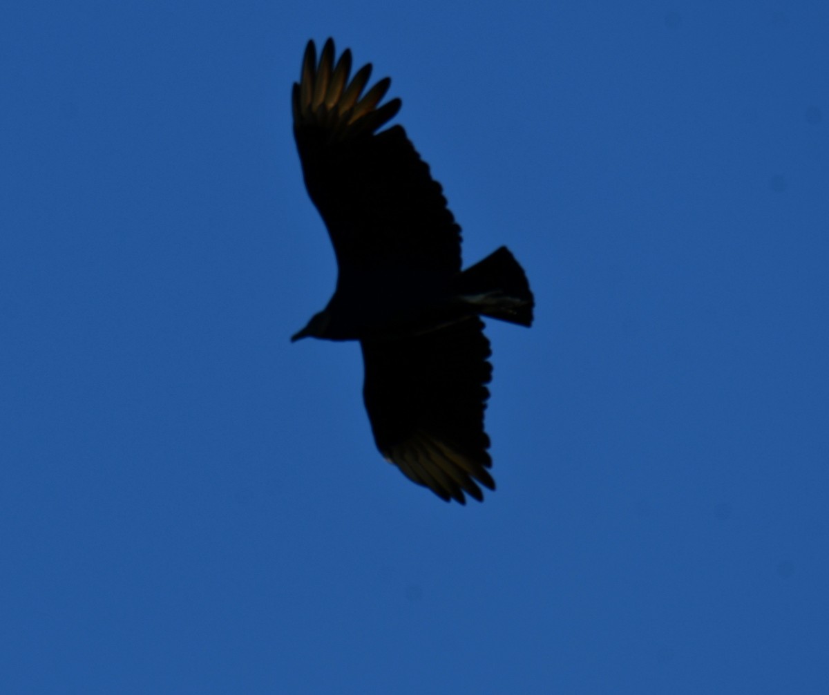 Black Vulture - Carmen Ricer
