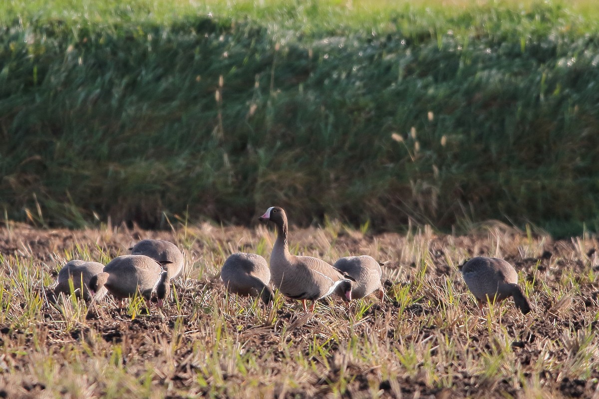 Lesser White-fronted Goose - ML644403433