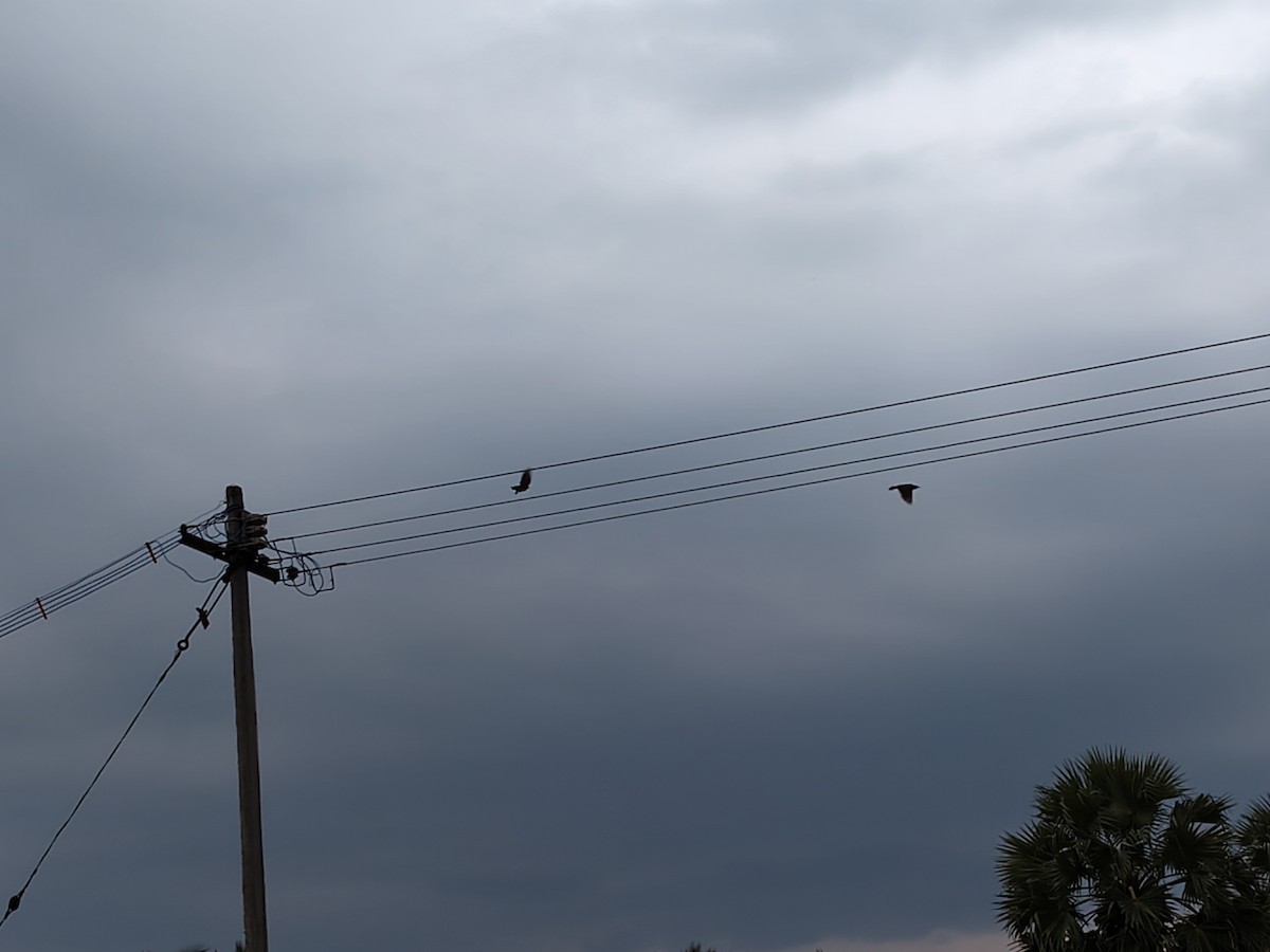 Brahminy Starling - ML644403435