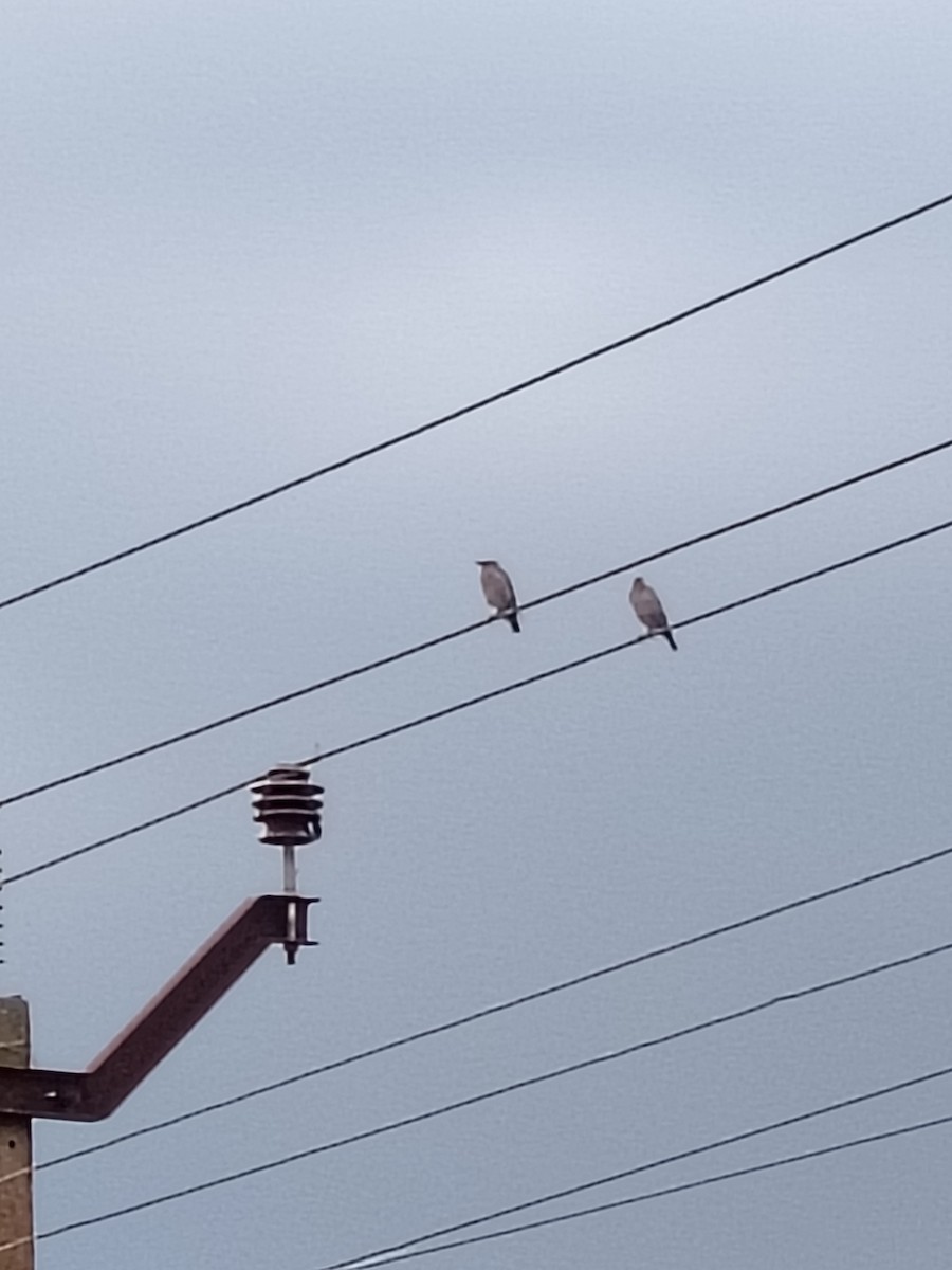Brahminy Starling - ML644403436