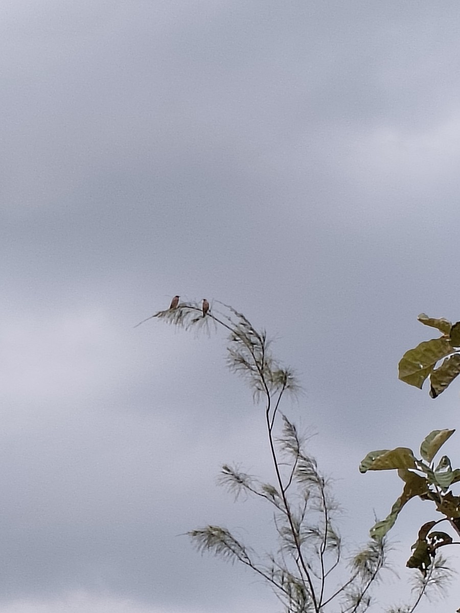 Brahminy Starling - ML644403437