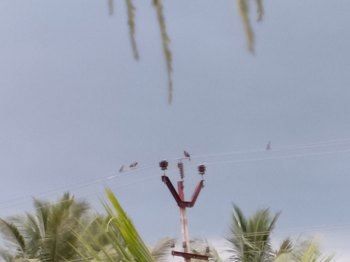 Brahminy Starling - ML644403438