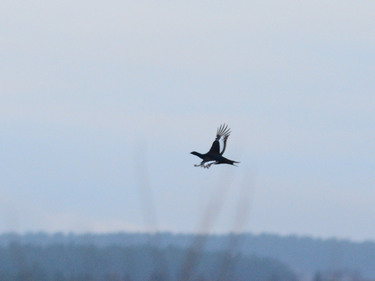 Хар хур - ML644403444