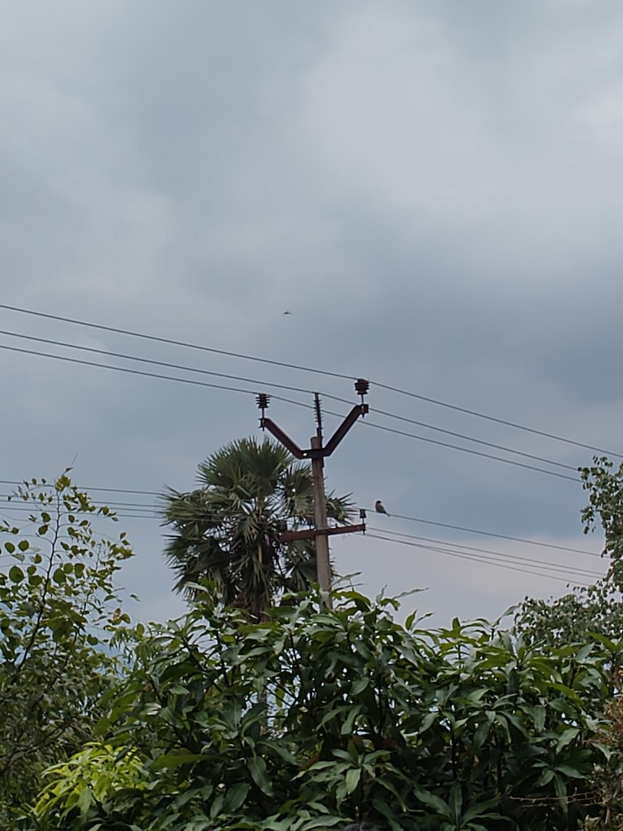 Indian Roller - ML644403453