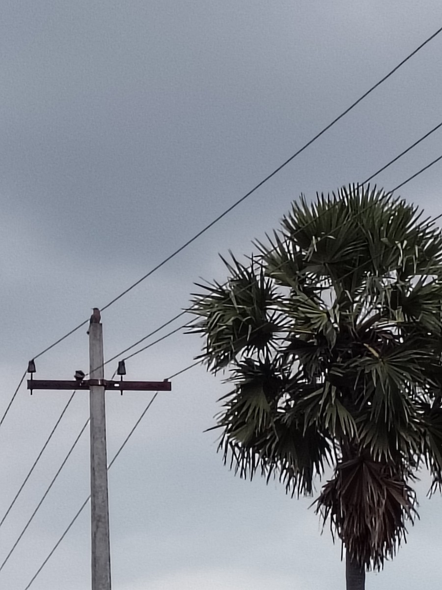 Indian Roller - ML644403454