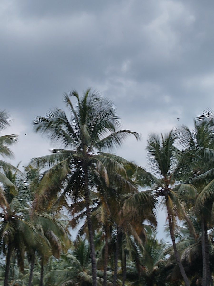 Asian Palm Swift - ML644403463