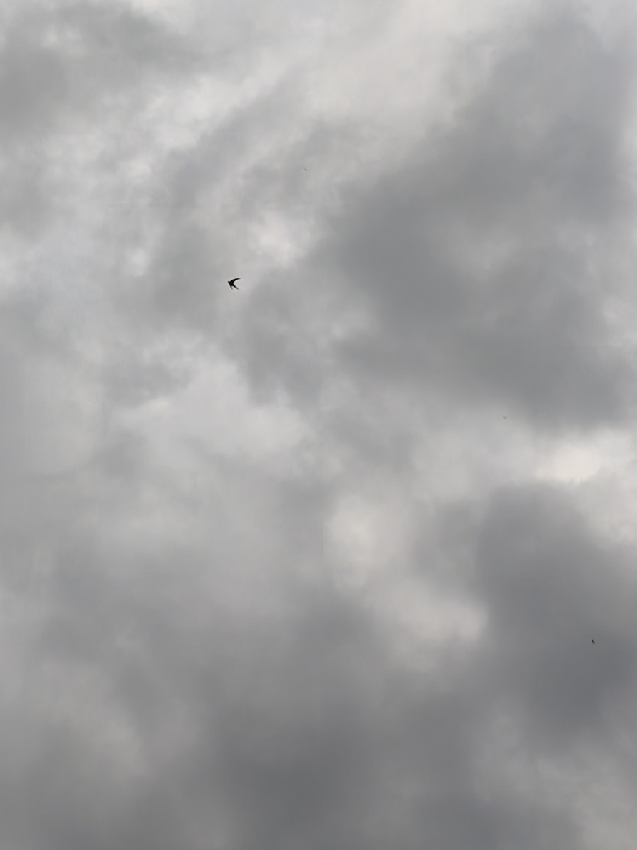 Asian Palm Swift - ML644403464