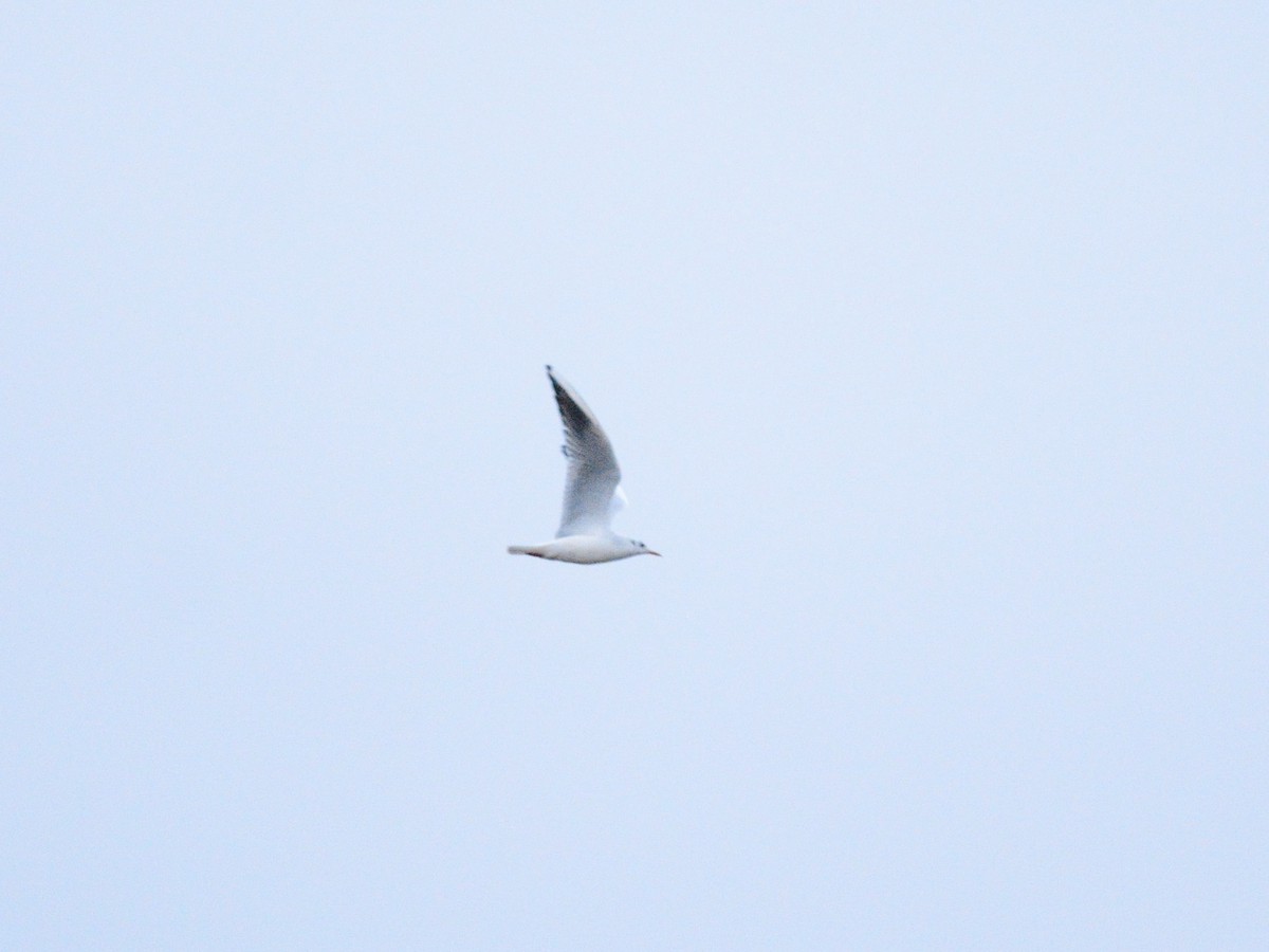 Black-headed Gull - Boris Georgi