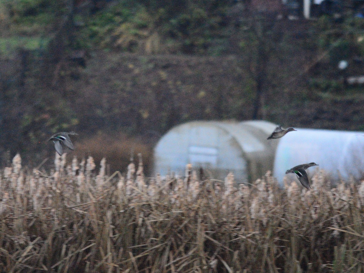 Green-winged Teal (Eurasian) - ML644403473