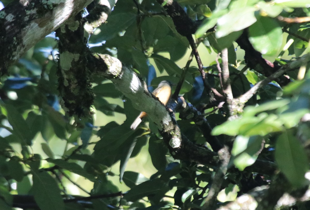 Gray-hooded Flycatcher - Brian Wulker
