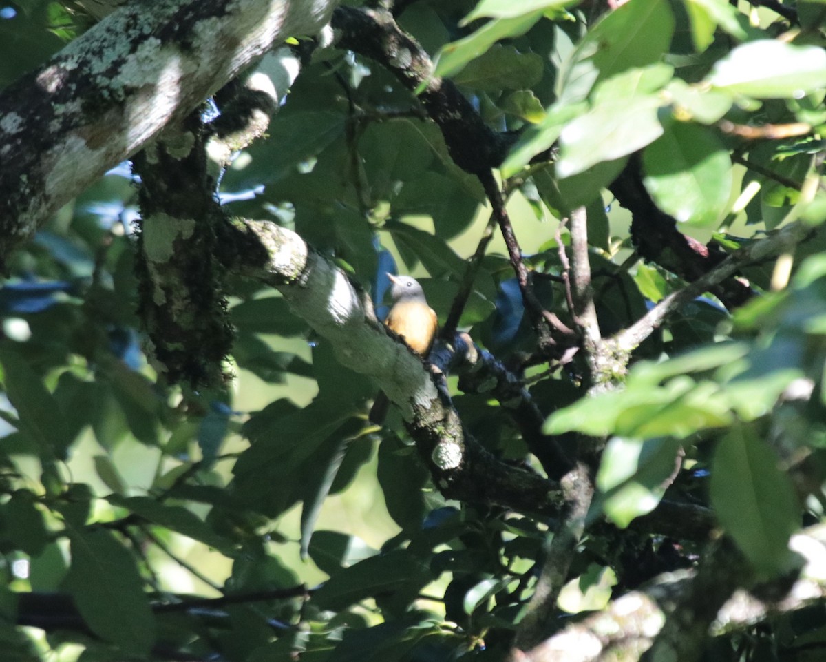 Gray-hooded Flycatcher - Brian Wulker