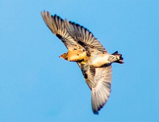 Rosy Starling - Prem swaroop Kolluru