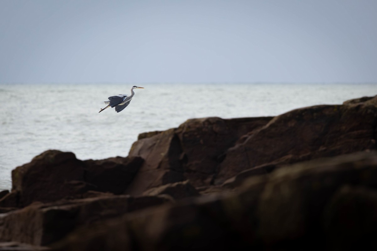 Gray Heron - Amy Millo