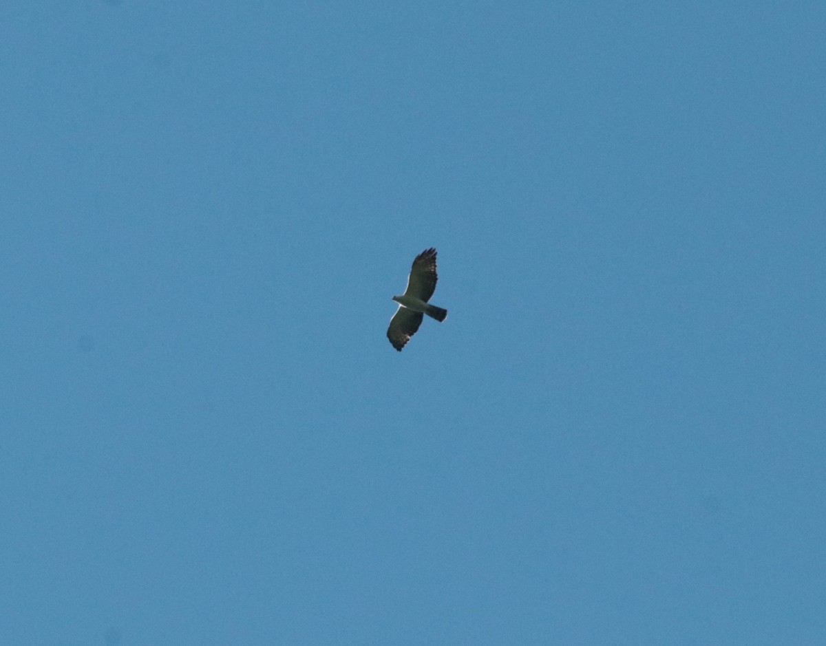 Black-and-white Hawk-Eagle - Brian Wulker