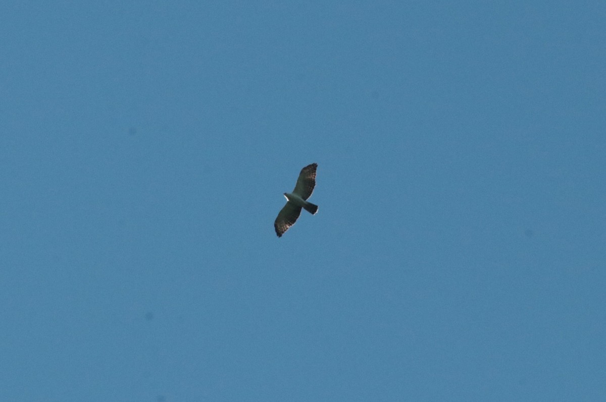 Black-and-white Hawk-Eagle - Brian Wulker