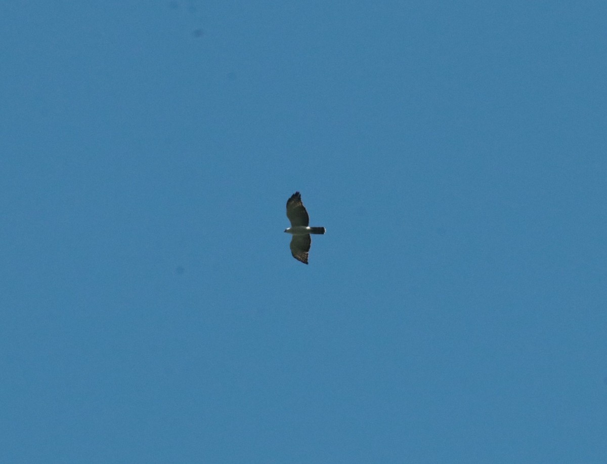 Black-and-white Hawk-Eagle - Brian Wulker