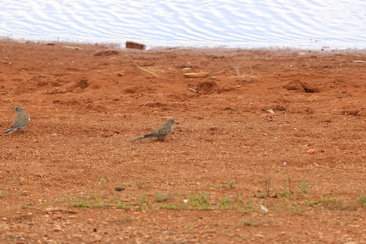Bourke's Parrot - ML644403487