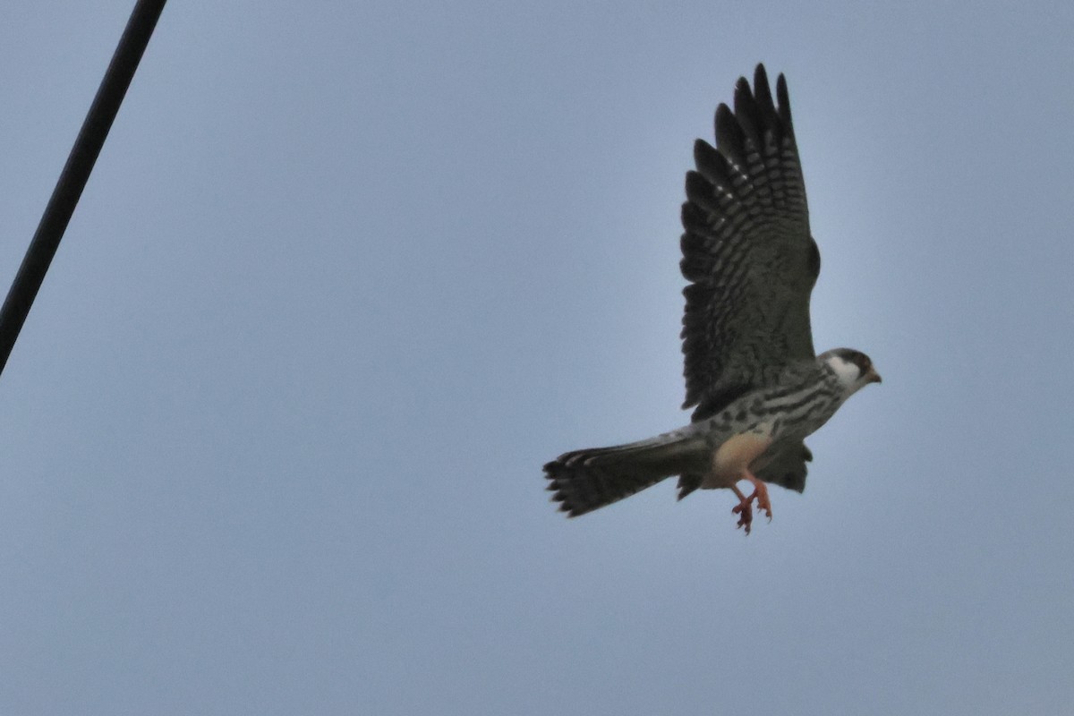 poštolka amurská - ML644403488