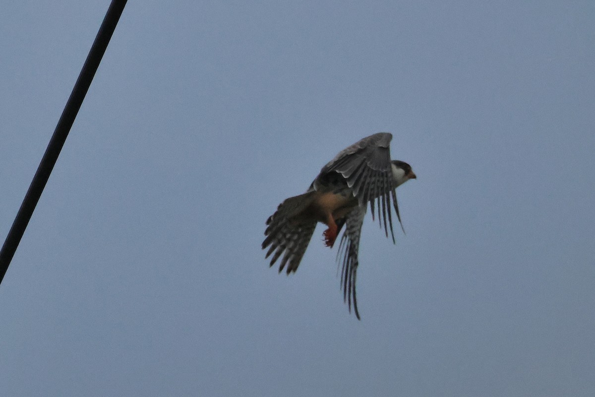 poštolka amurská - ML644403489