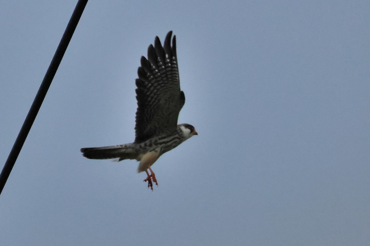 poštolka amurská - ML644403490